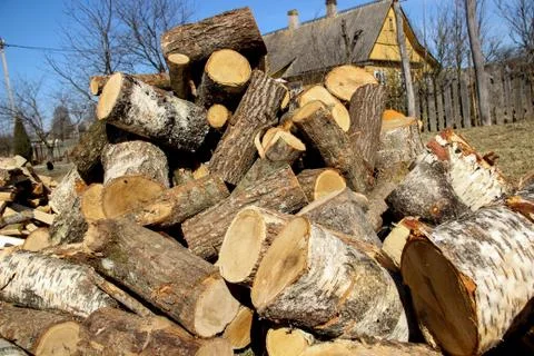 Sawed tree with scraps Stock Photos