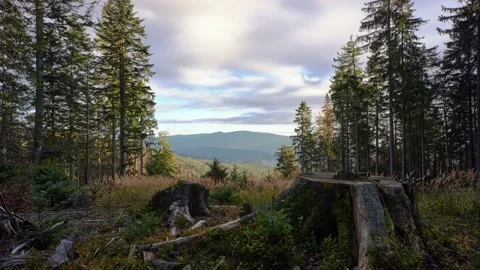 A sawed tree stump in a green spruce forest. Selective felling of trees, forest Stock-Footage 231968010