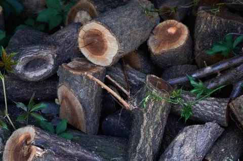 Sawed tree stumps superimposed with a slide Stock Photos