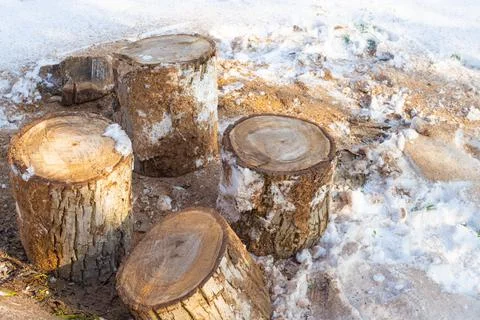 Sawed tree into thick blocks in the snow in winter. Heating of a private hous Stock Photos