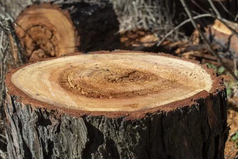 Sawed tree trunk, Clearing the forest from old trees, sanitary felling of tre Stock Photos