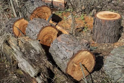 Sawed tree trunk, Clearing the forest from old trees, sanitary felling of tre Stock Photos