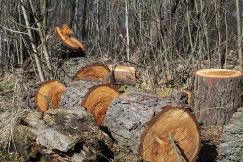 Sawed tree trunk, Clearing the forest from old trees, sanitary felling of tre Stock Photos