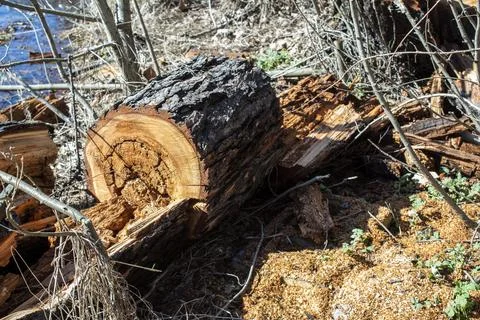 Sawed tree trunk, Clearing the forest from old trees, sanitary felling of tre Stock Photos