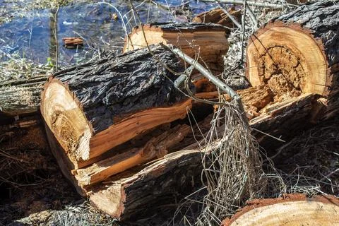 Sawed tree trunk, Clearing the forest from old trees, sanitary felling of tre Stock Photos