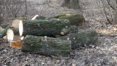 Sawed tree trunk in the forest. Stock Footage 159537826