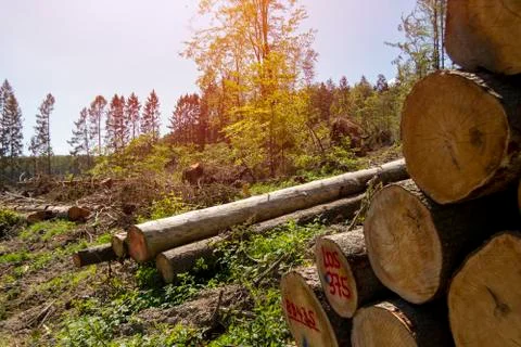 Sawed off tree trunks due to bark beetle infestation Stock Photos