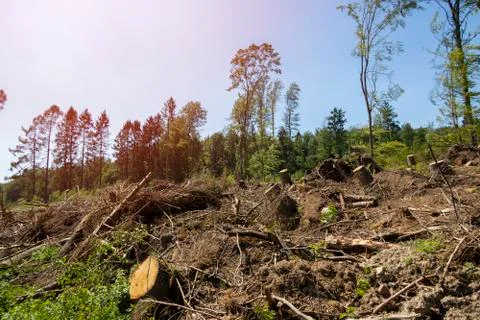 Sawed off tree trunks due to bark beetle infestation Stock Photos
