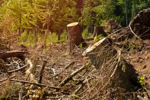 Sawed off tree trunks due to bark beetle infestation Foto stock
