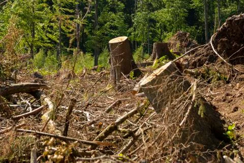 Sawed off tree trunks due to bark beetle infestation Foto stock