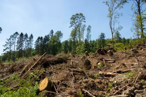 Sawed off tree trunks due to bark beetle infestation Stock Photos