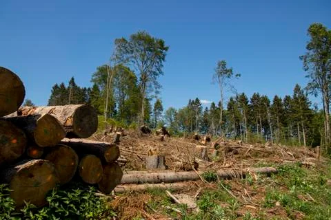 Sawed off tree trunks due to bark beetle infestation Stock Photos