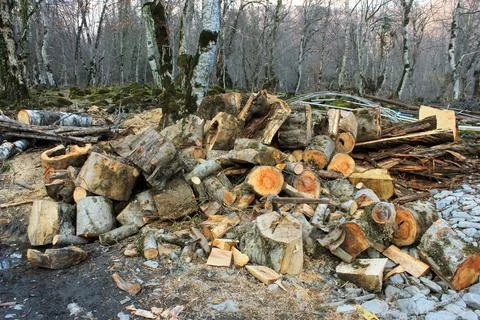 Sawed tree trunks for firewood. Stock Photos
