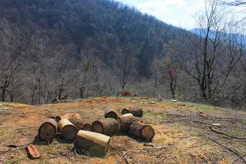 Sawed tree trunks for firewood. Stock Photos