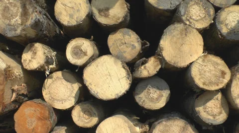 Sawed tree trunks Stock Footage 39251996