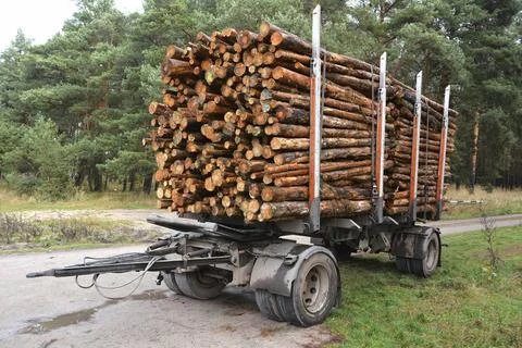 Sawed-off tree trunks in the forest are ready for removal Foto stock
