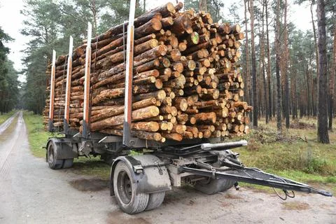 Sawed-off tree trunks in the forest are ready for removal Foto stock