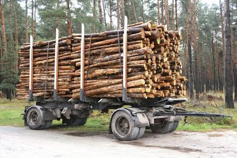 Sawed-off tree trunks in the forest are ready for removal Stockfoto's