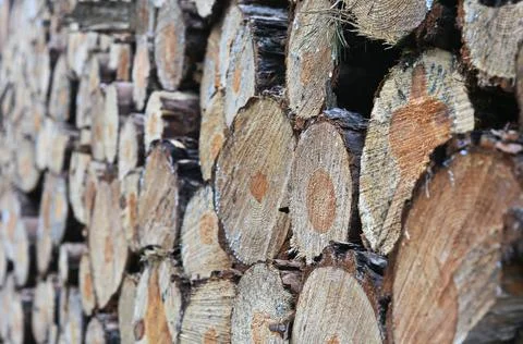 Sawed-off tree trunks in the forest Stock Photos