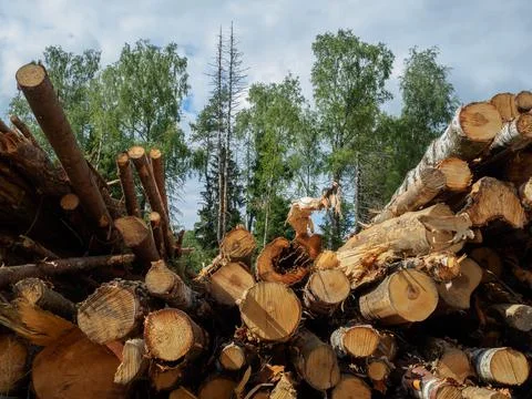 Sawed tree trunks lie in a large pile near the forest in summer Stock Photos