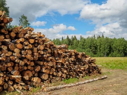 Sawed tree trunks lie in a large pile near the forest in summer Stock Photos