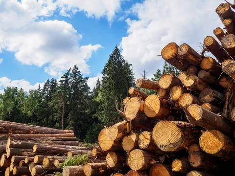 Sawed tree trunks lie in a large pile near the forest in summer Stock Photos