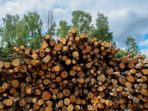 Sawed tree trunks lie in a large pile near the forest in summer Stock Photos