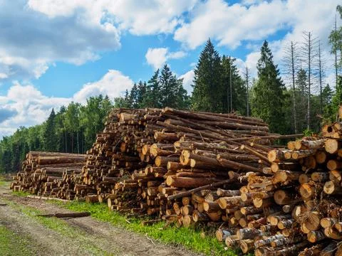 Sawed tree trunks lie in a large pile near the forest in summer Stock Photos