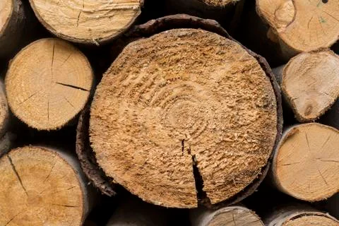 Sawed tree trunks, sawed, wood, wood texture, natural, material, decor, logs, Stock Photos