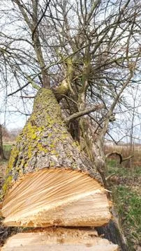 Sawed tree, a view from a sawed trunk. Cutting a tree. Stock Photos