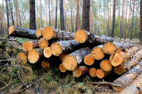 Sawed trees in pine forest Stock Photos