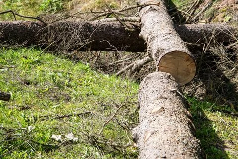 Sawed trunk of tree on the ground, wood in cross section Foto stock