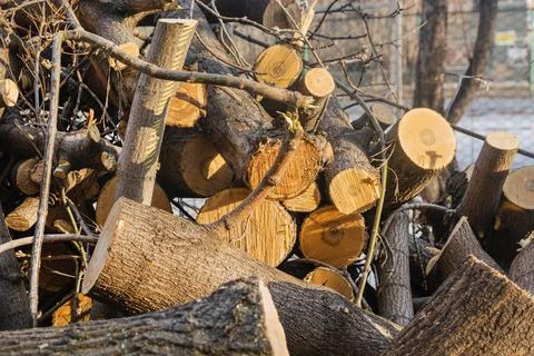Sawed trunks and branches of old trees. Sanitary pruning of old trees is carr Stock Photos