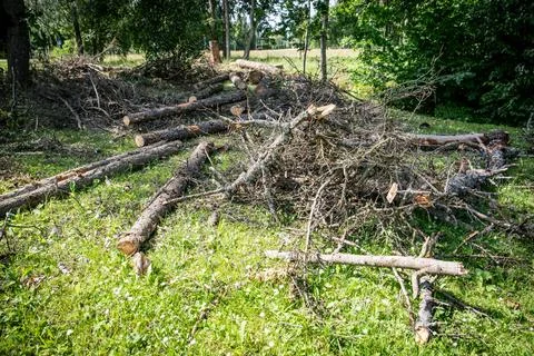 Sawed trunks and branches of old trees on the ground Stock Photos