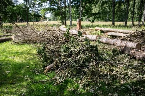 Sawed trunks and stack of branches of old trees on the ground with dry leaves Foto stock