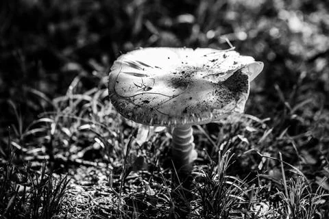 SAWFDWE Stock Photos