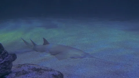 Sawfish on the ground Stock Footage 106707061