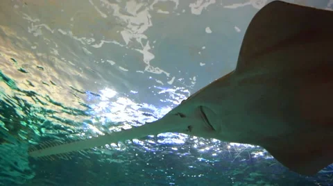 Sawfish Underwater Stock Footage 43035423