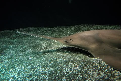 Sawfish underwater in ocean Stock Photos