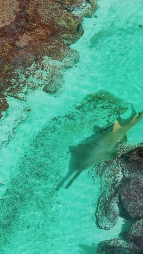 Sawfish in the water Stock Footage 328023982