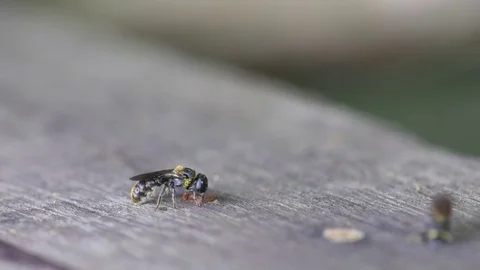Sawfly depositing nectar into its hive 스톡 동영상 75726062