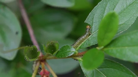 Sawfly larva nibbling Stock Footage 83186367