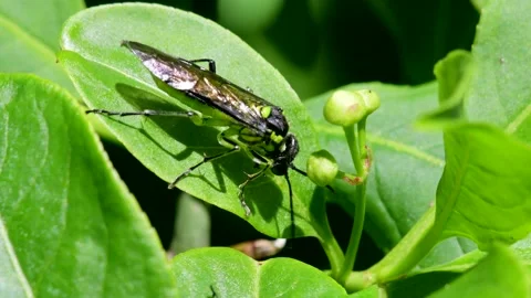 Sawfly on a leaf. His Latin name is Tenthredo mesomela. Stock Footage 155150464