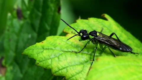 Sawfly - Tenthredo mesomela Stock-Footage 138585288