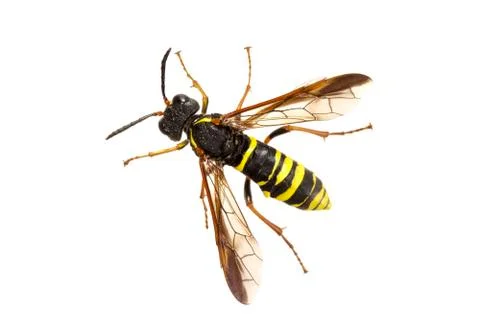 Sawfly (Tenthredo) on a white background Foto stock