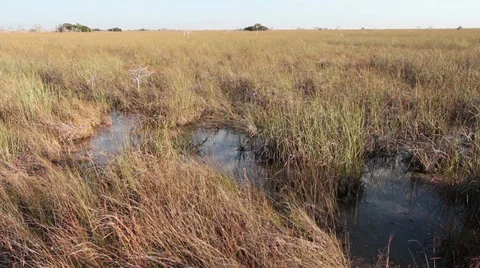 Sawgrass in the Everglades Video stock 34393547