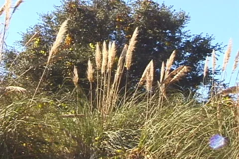 Sawgrass Stock-Footage 820220