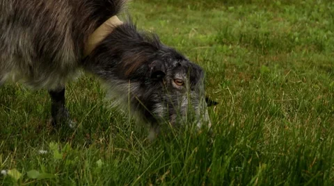 Sawhorse hornless eats herb Full HD Stock Footage 7908341