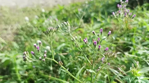 Sawilangit leaf flower Stock Footage 233049225