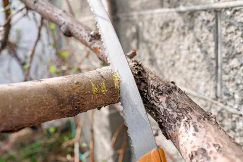 Sawing a branch of apple tree. Spring work in the garden. Shavings visible Stock Photos